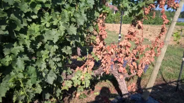 maladies du bois en vigne